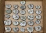 Lot: Kg Bumpy Ammonite (Douvilleiceras) Fossils - pieces #103213-1